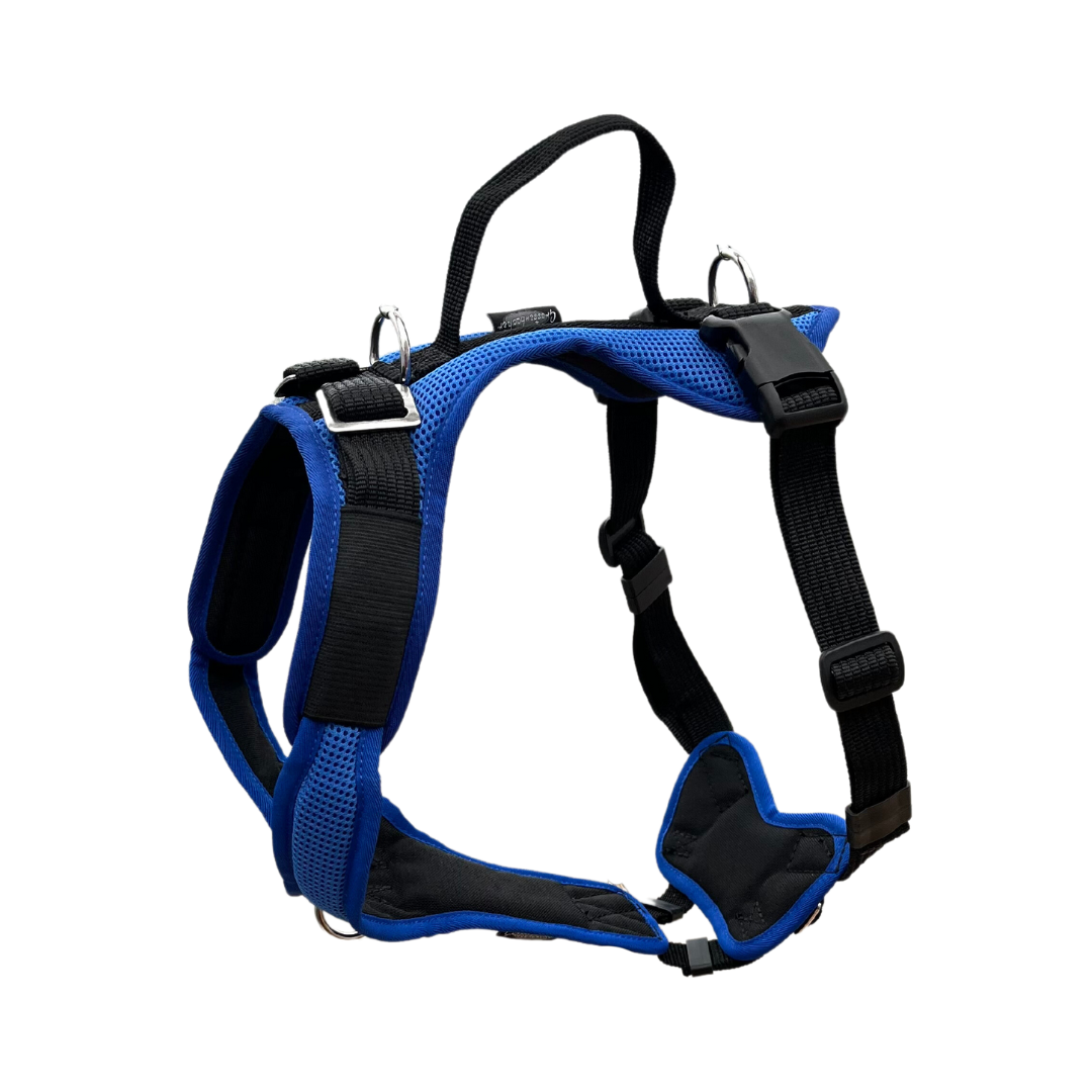 VARY Standard mit Brustring in royalblau - Sonderfarben