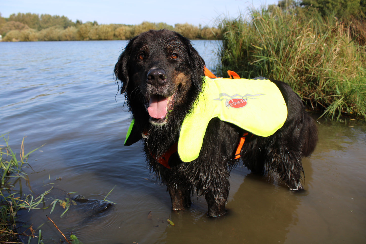 Schwimmweste für Hunde