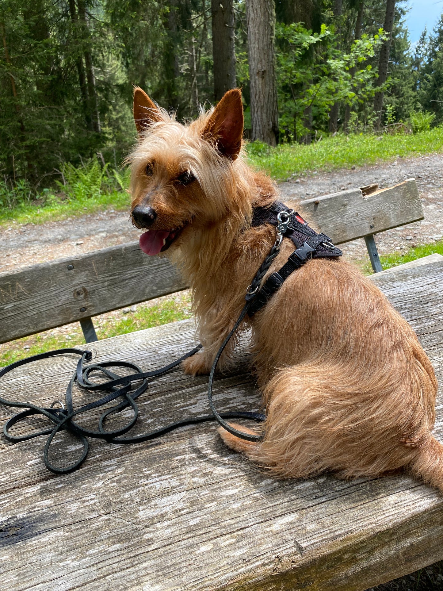 Dog's FunRun - Standard + Brustring (4XS Variante)