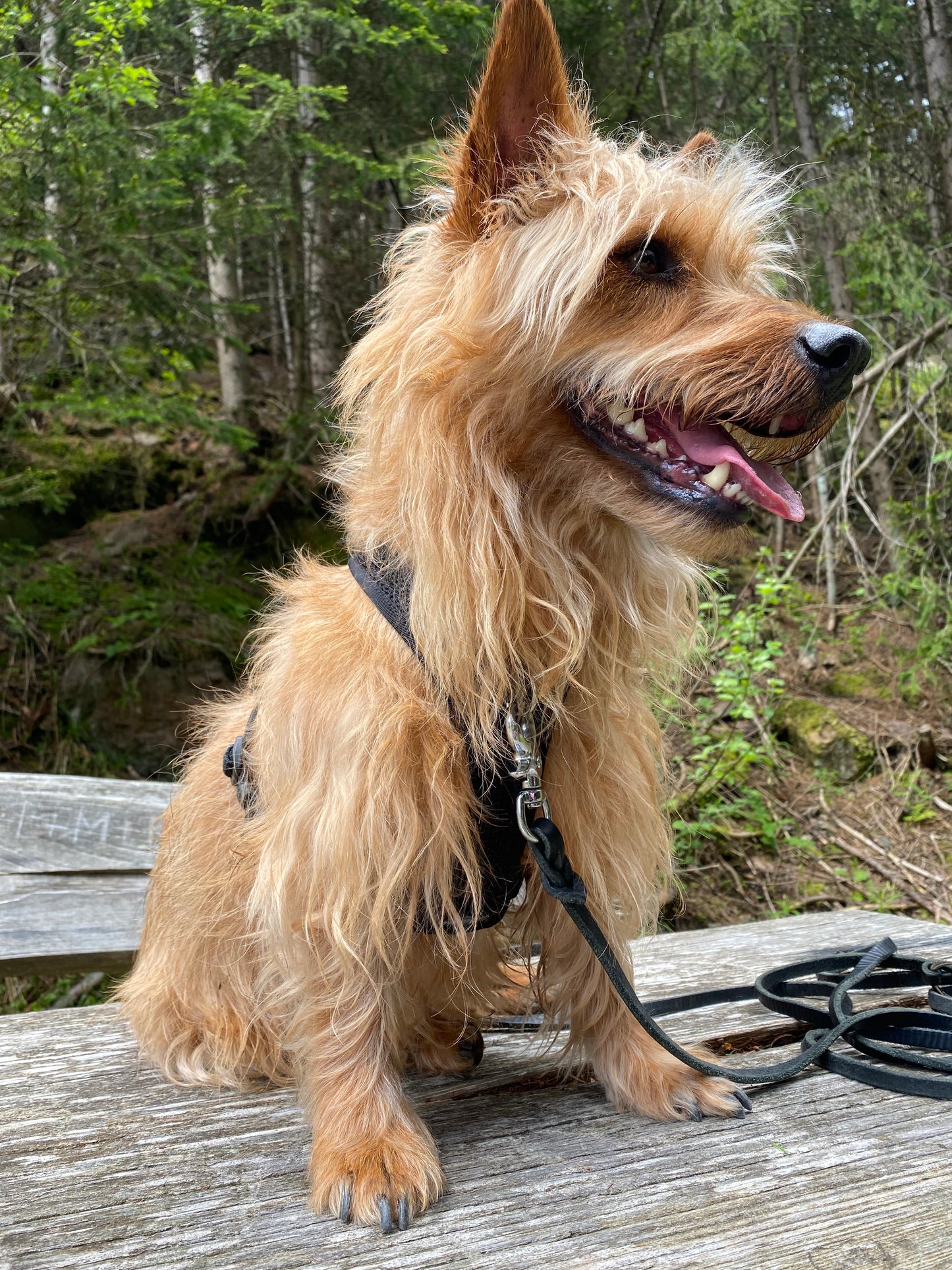 Dog's FunRun - Standard + Brustring (4XS Variante)