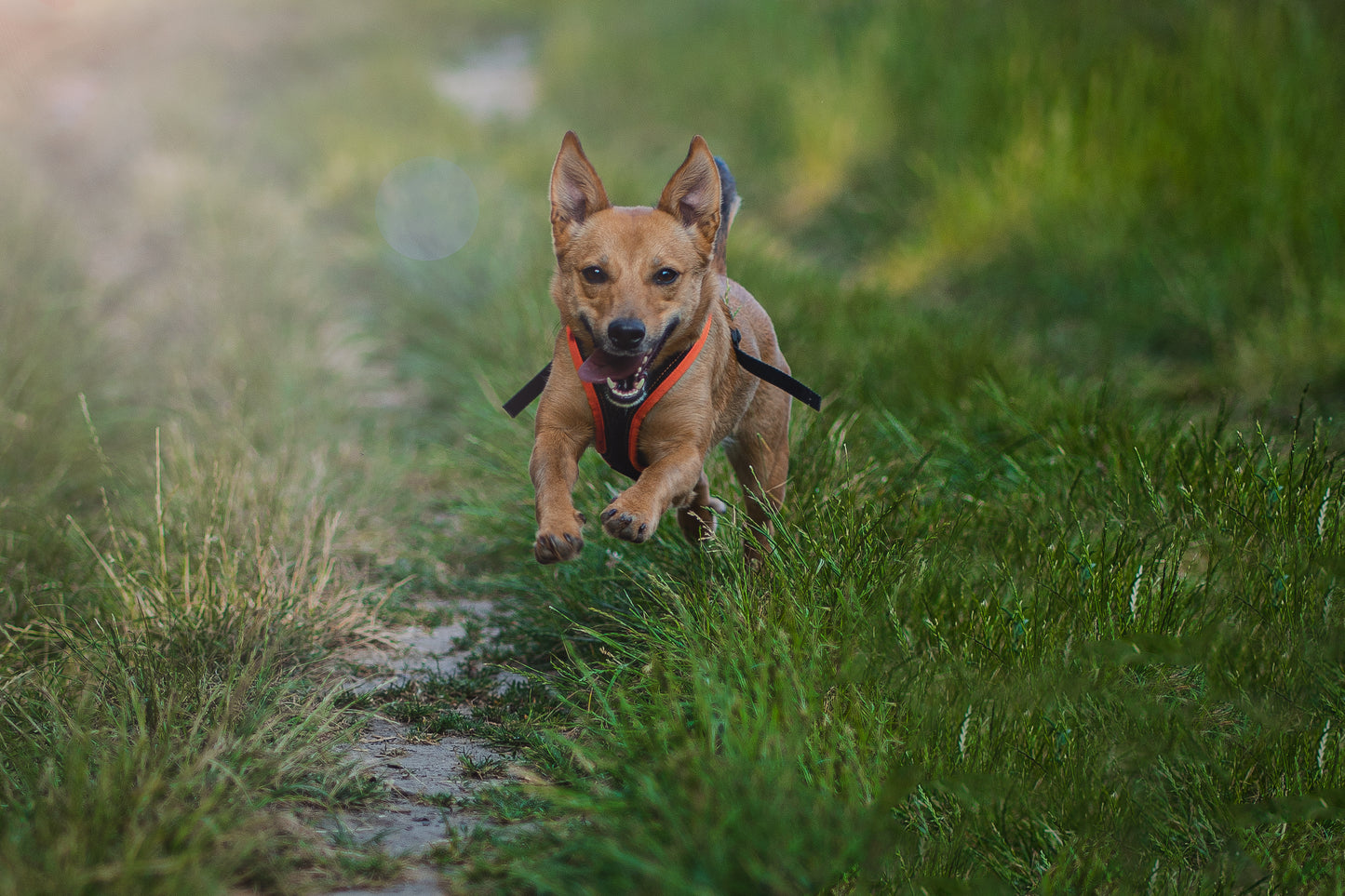Dog's FunRun - Standard + Brustring (3XS Variante)