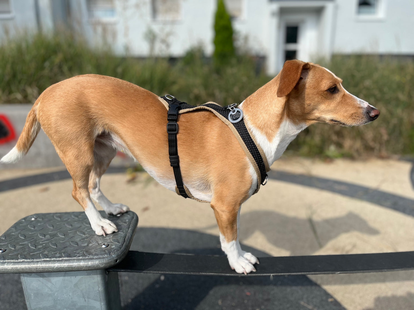 Dog's FunRun Jagdhund-Pudel + Brustring