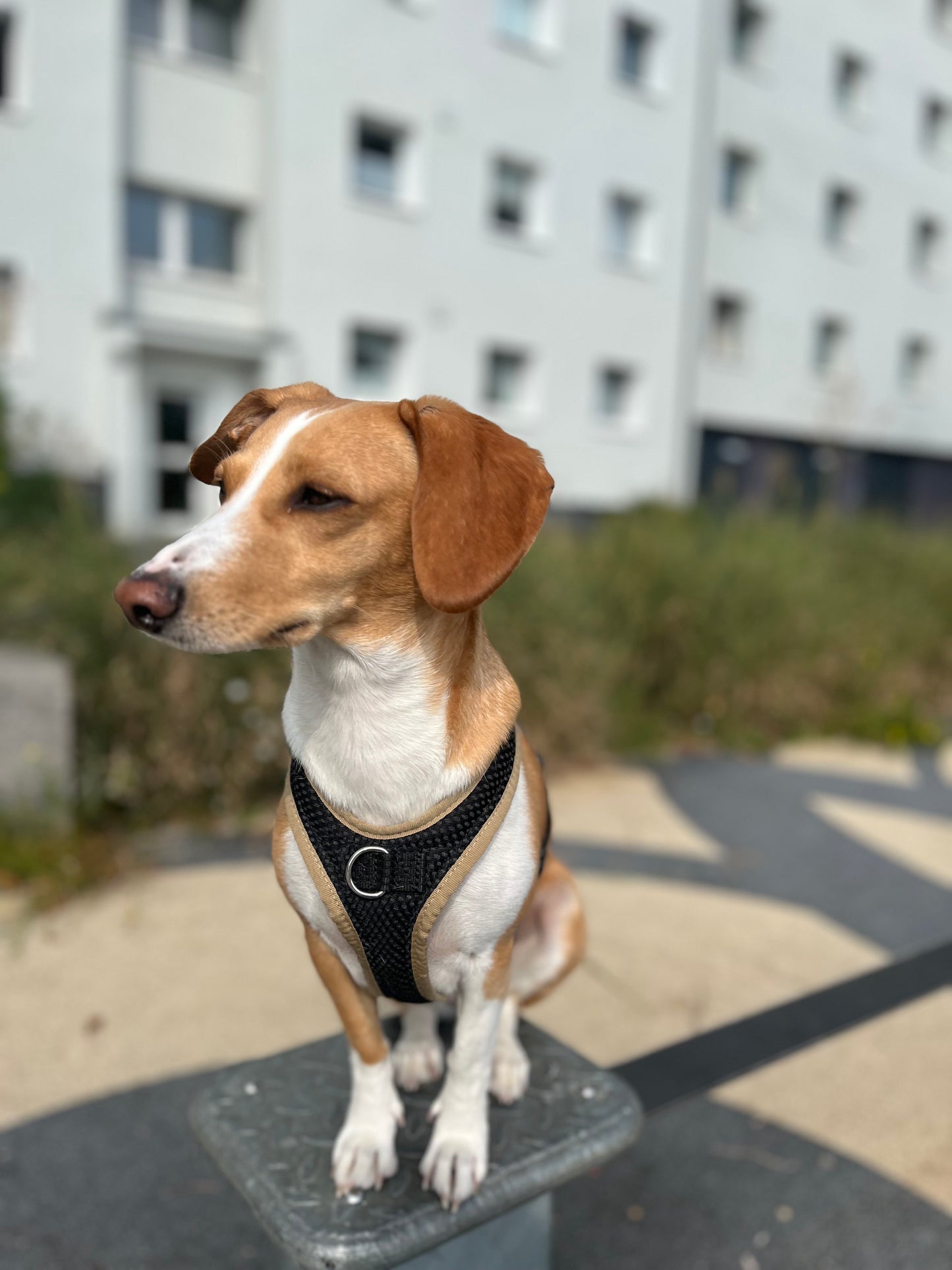 Dog's FunRun Jagdhund-Pudel + Brustring
