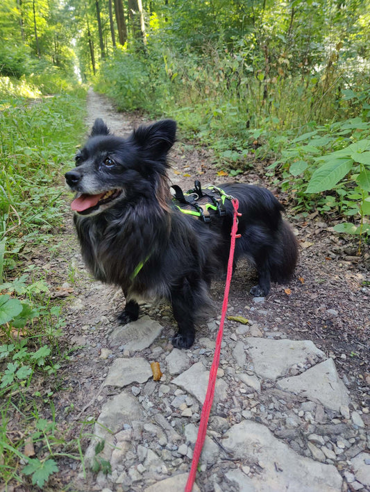 Dog's FunRun - Support + Brustring (4XS Variante)