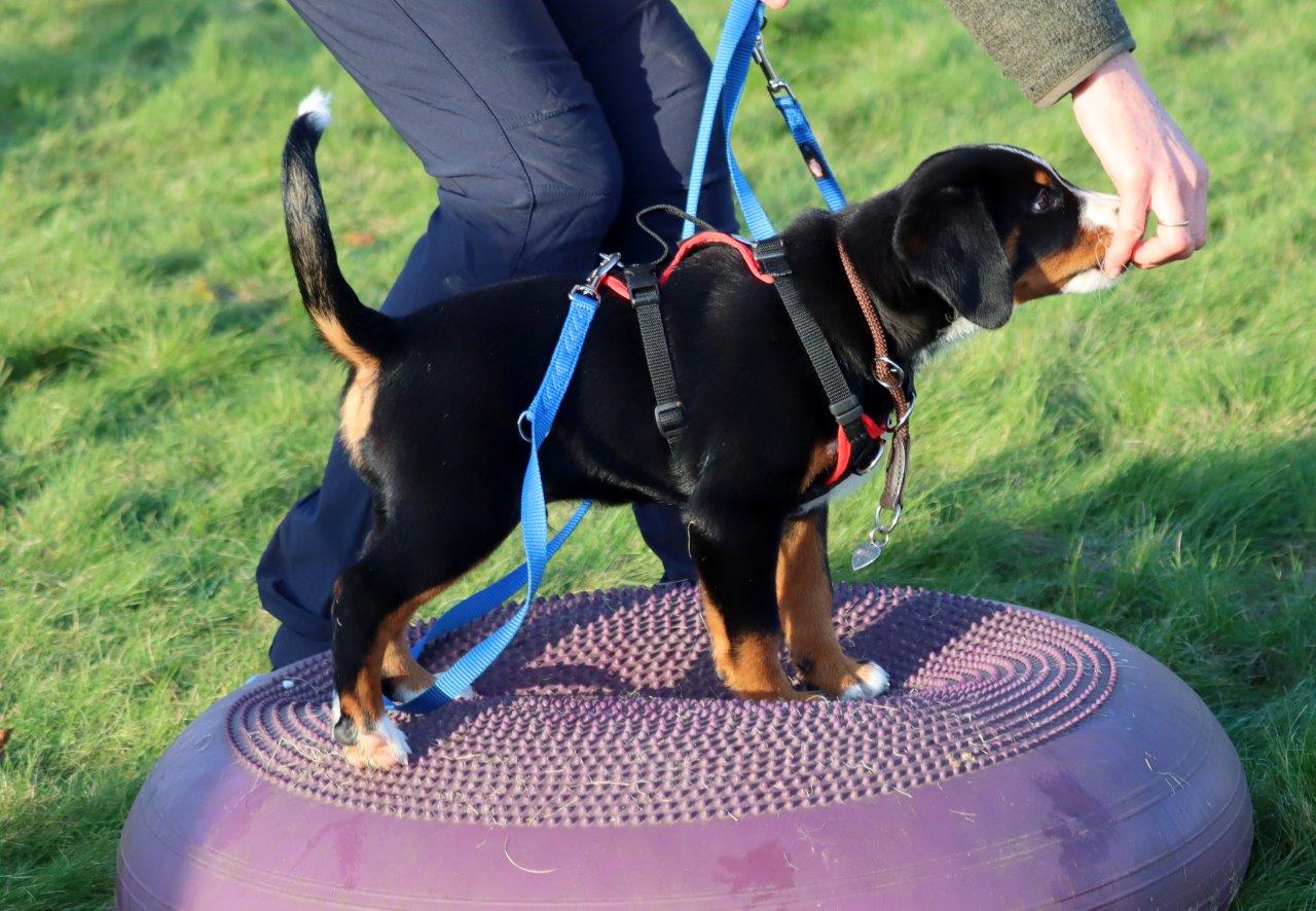 Welpengeschirr Popp-It + Brustring