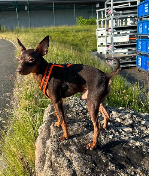 Dog's FunRun - Standard (8XS Variante)