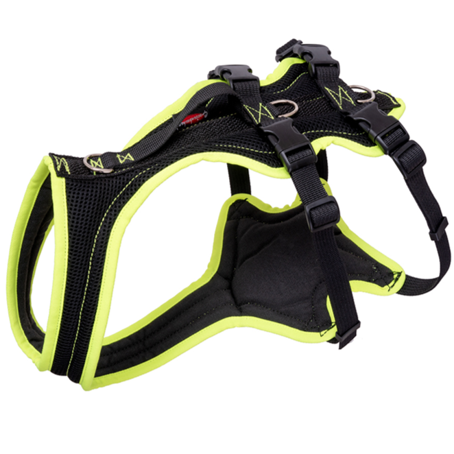 Dog's FunRun Windhund