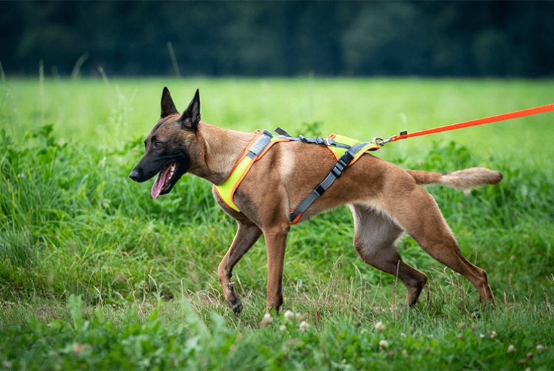 VARY Mantrailing V Geschirr mit LED (verstellbar)