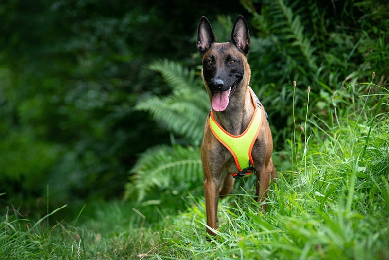 VARY Mantrailing V Geschirr mit LED (verstellbar)