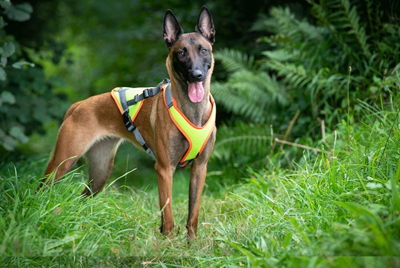 VARY Mantrailing V Geschirr mit LED (verstellbar)