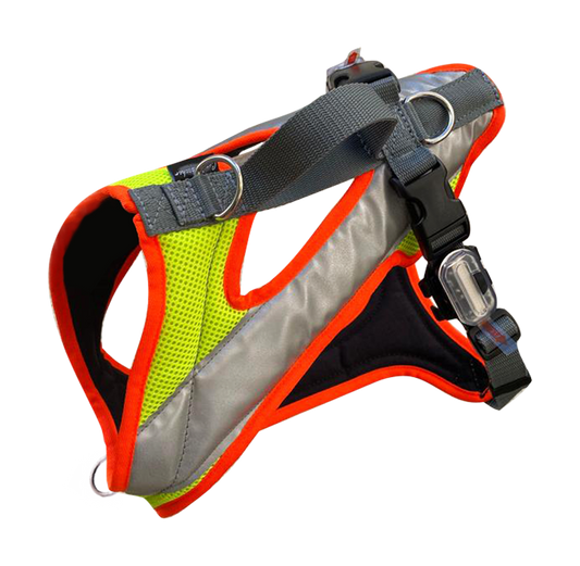 Dog's FunRun Night - Standard + Brustring - Bulldogge