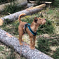 Dog's FunRun - Standard + Brustring (S Variante)