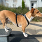 Dog's FunRun Jagdhund-Pudel + Brustring