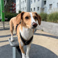 Dog's FunRun Jagdhund-Pudel + Brustring