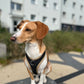 Dog's FunRun Jagdhund-Pudel + Brustring