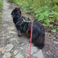 Dog's FunRun - Support + Brustring (4XS Variante)