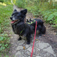 Dog's FunRun - Support + Brustring (4XS Variante)