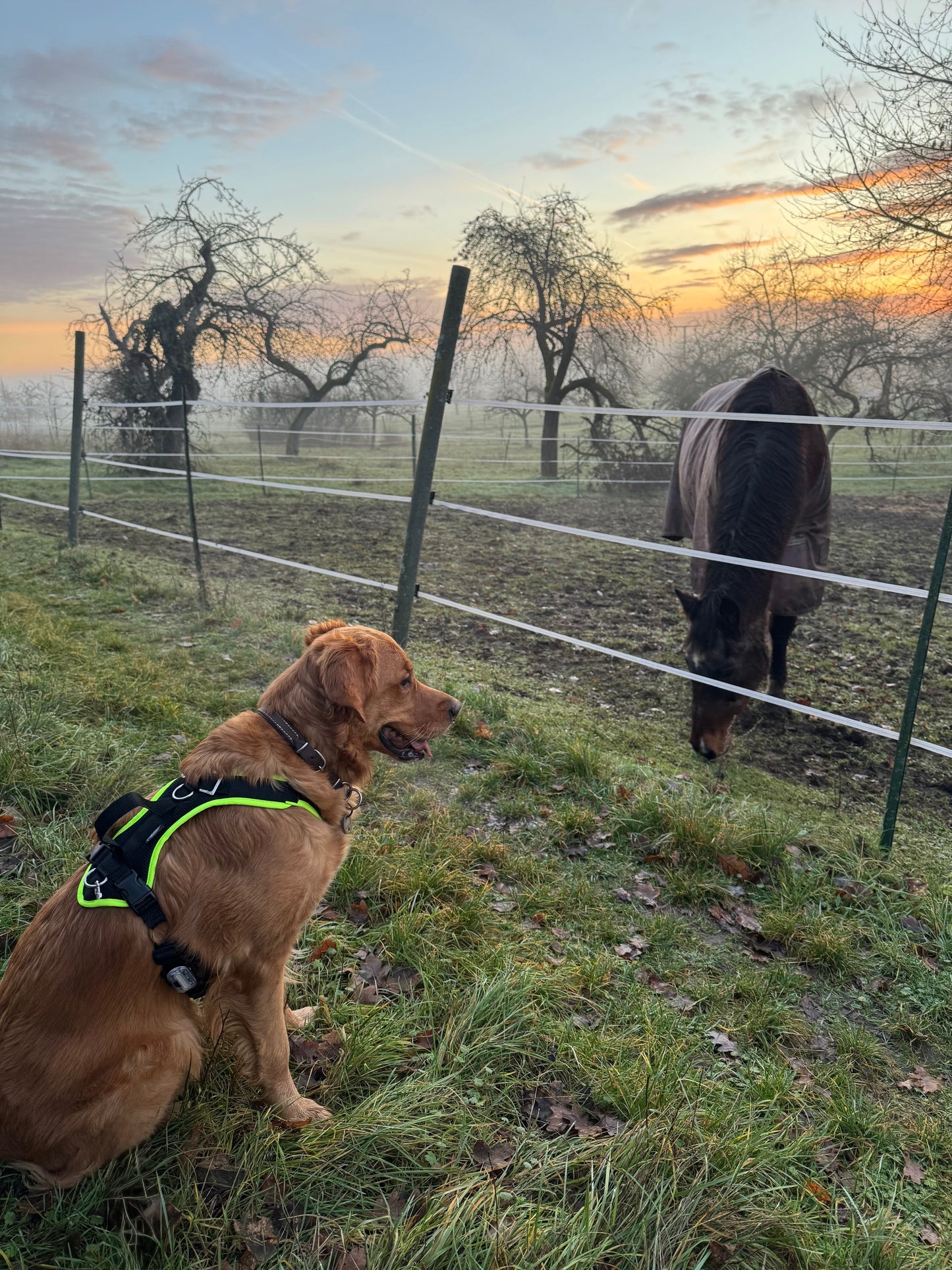 VARY Standard (verstellbar) + Brustring