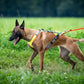 Geschirranprobe (1 Hund)