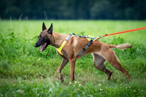 Geschirranprobe (1 Hund)