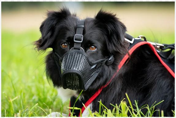 Maulkorb Light mit Filzsteg