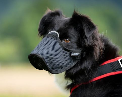 Maulkorb Light mit Filzsteg