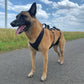 Dog's FunRun - Support XLONG 4 Gurte