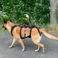 Dog's FunRun - Support XLONG 4 Gurte