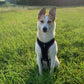 Geschirranprobe (1 Hund)