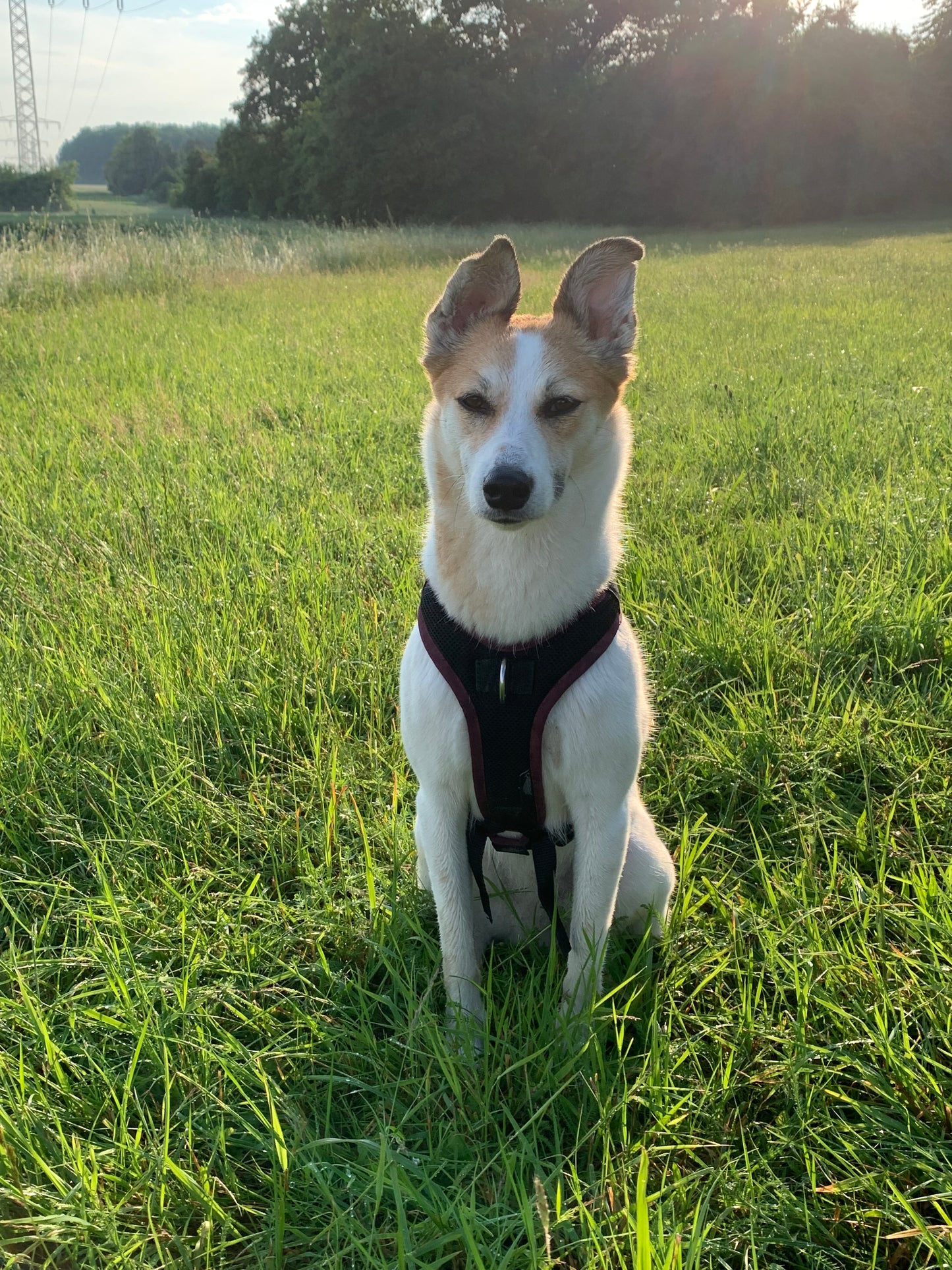 Geschirranprobe (1 Hund)